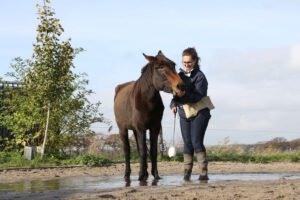 Een muildier trainen met voer en clickertraining