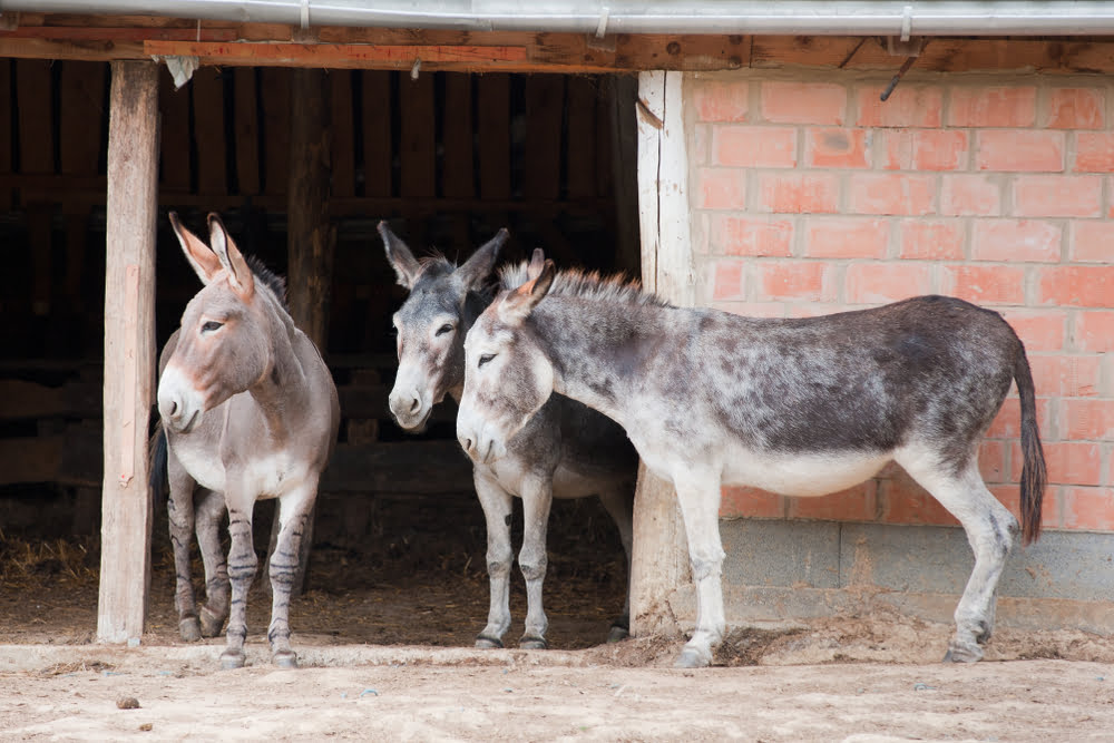 Een stal beschermt ezels tegen regen