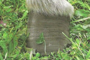 hoefbevangenheid bij ezels