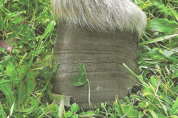 hoefbevangenheid bij ezels