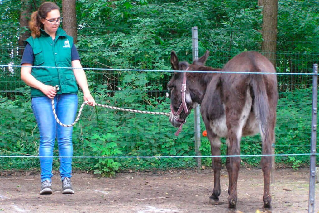 Ezel trainen met negatieve bekrachtiging