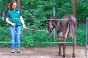Ezel trainen met negatieve bekrachtiging