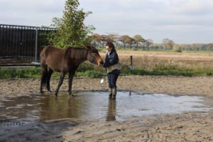 Nadia van Ezellogica traint een muildier met positieve bekrachtiging