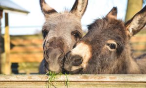 Twee-ezels-eten-samen-gras