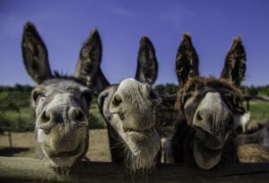 Drie ezels op een rij