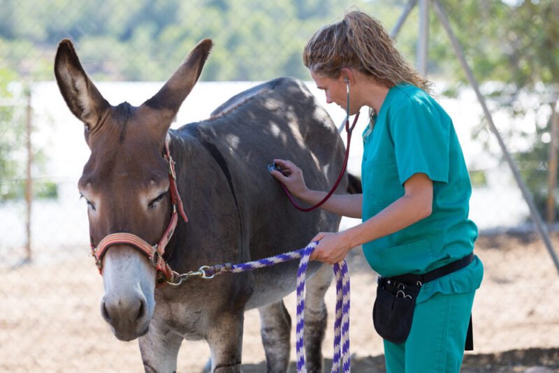 Pijn herkennen bij een ezel door een dierenarts