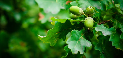 Eikels en bladeren eikenboom