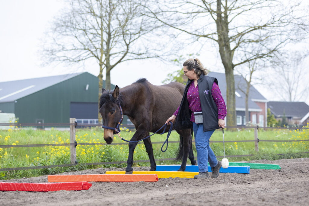 Obstakeltraining voor ezels en muildieren met Nadia van Ezellogica