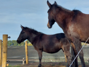 De huisvesting van muildieren en ezels verrijkt door een heuvel