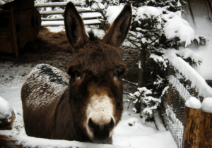Een ezel in de winter in de sneeuw
